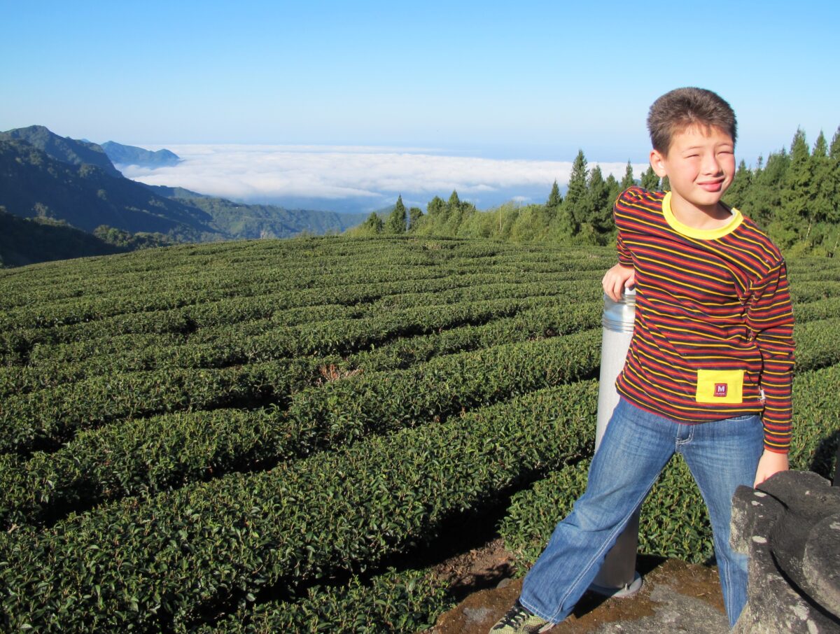 The tea fields near Shizhuo, Chiayi, Taiwan