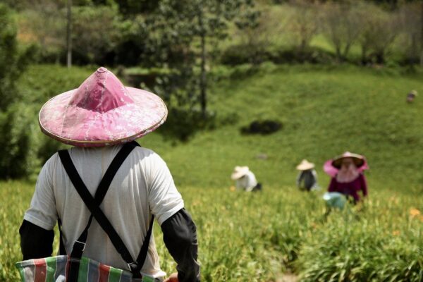 Farming tea in the hills of Taiwan