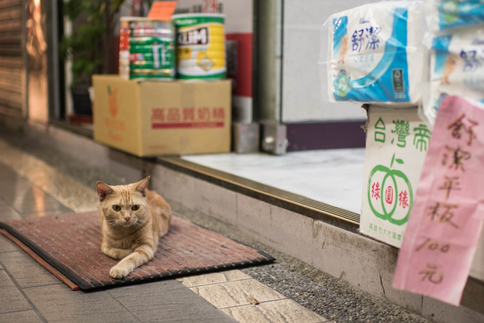Cats of Taiwan