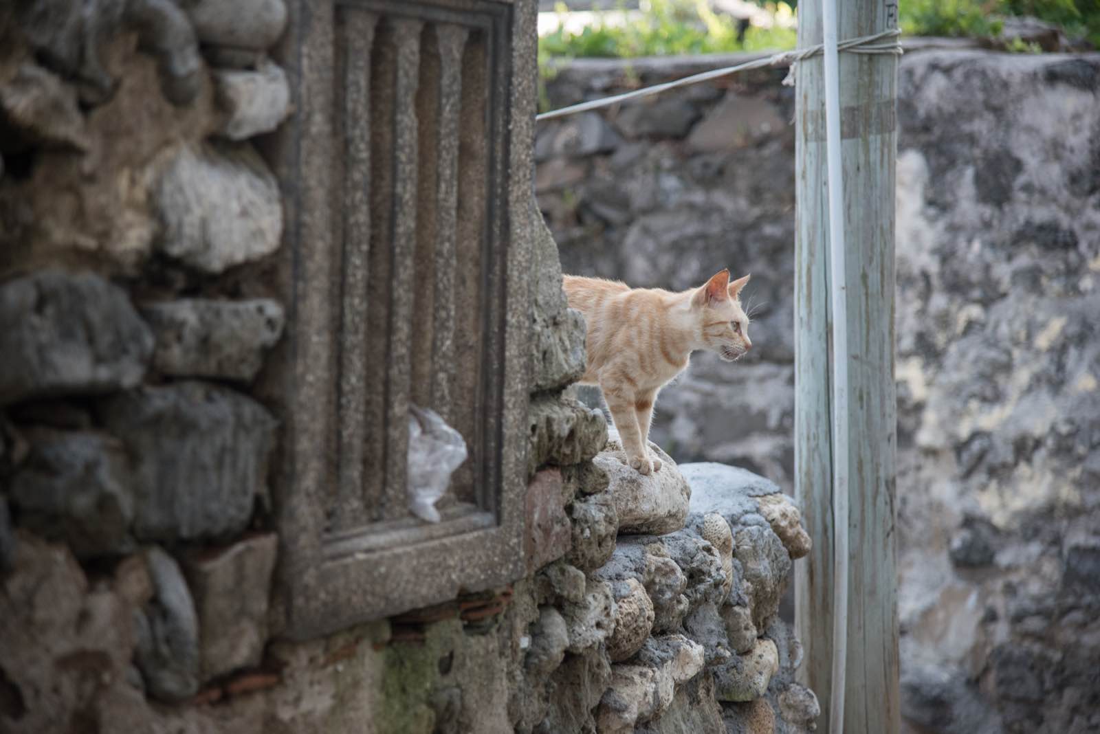 A cat on Table Island, Penghu County