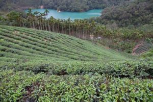 Tea in North Taiwan