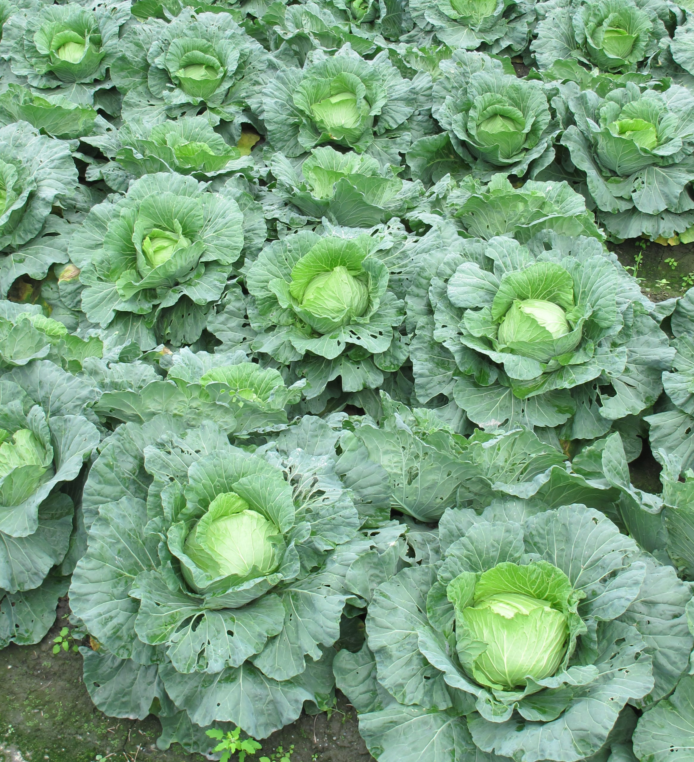 cabbage patch in taiwan