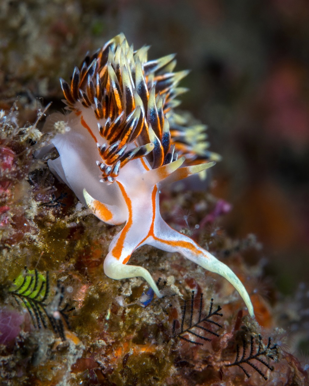 Caloria Aeolid Nudibranch (photo by Wesley Oosthuizen)