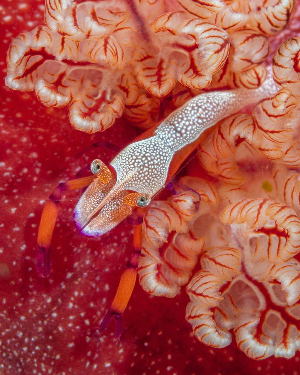 Emperor Shrimp (photo by Wesley Oosthuizen)