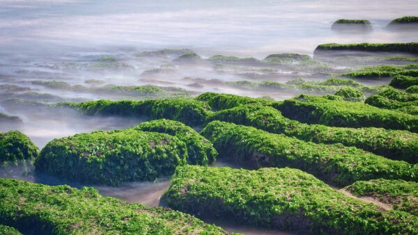 Laomei Algal Reef, North Taiwan