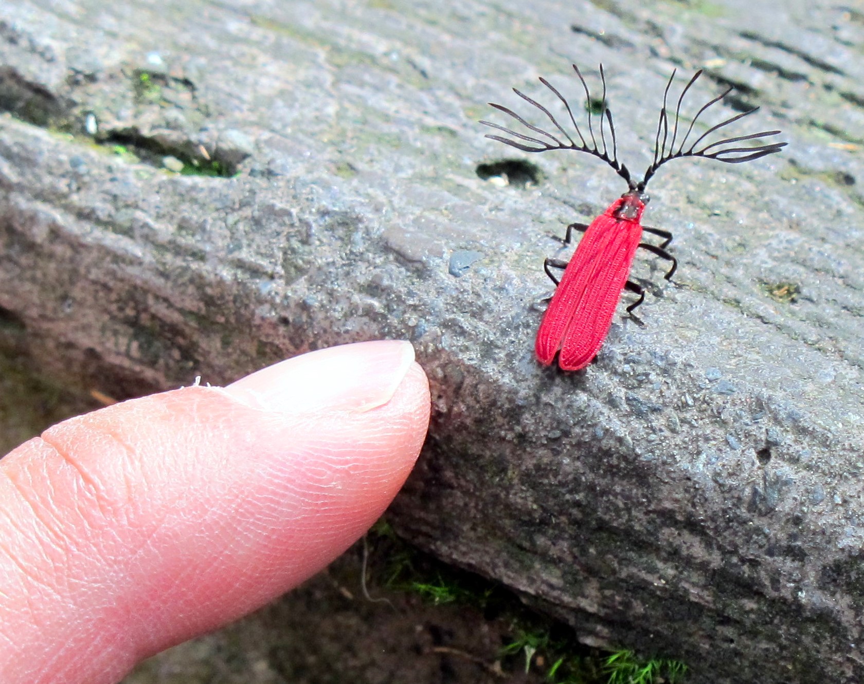 Thuwan Insect Taiwan Is a Fantastic Place to Bring Your Kids - Life of Taiwan