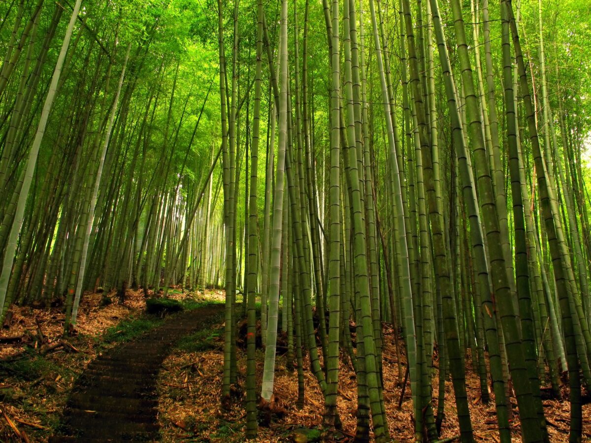 A bamboo forest in southern Taiwan