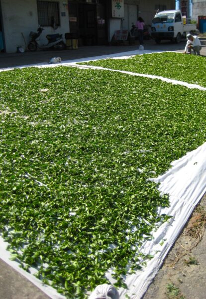 Sun-drying tea near Shizhuo, Greater Alishan, Taiwan