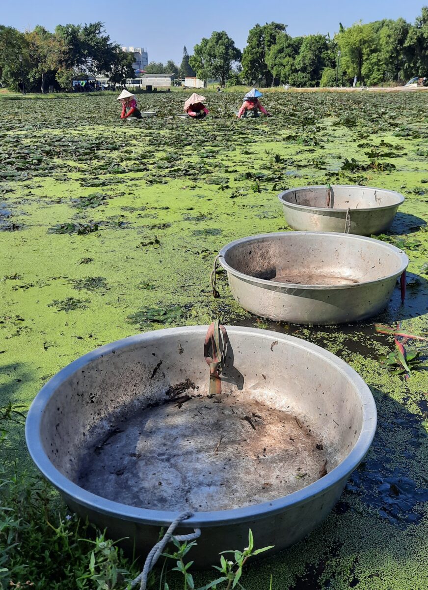 Water chestnut cultivation, Siraya National Scenic Area, Taiwan