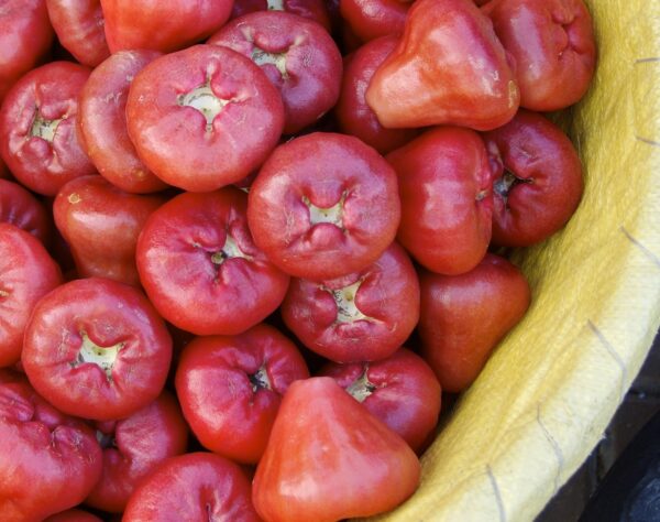Wax apples from Pingtung, Taiwan