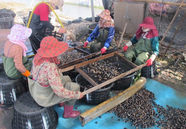 Washing clams, Qigu, Tainan, Taiwan